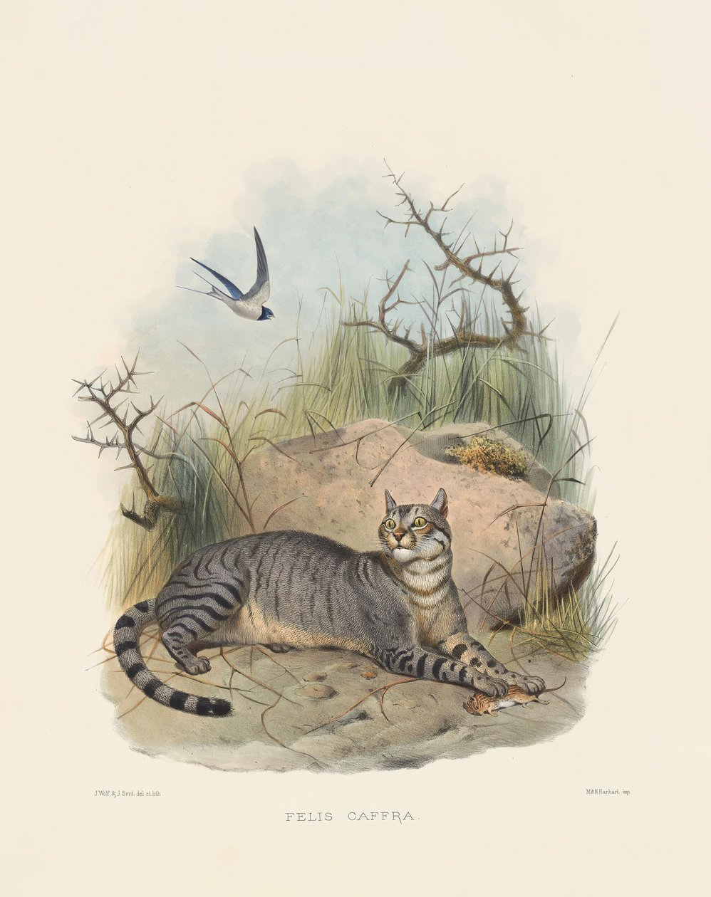 Afrikansk vildkat (Felis caffra) af Joseph Wolf