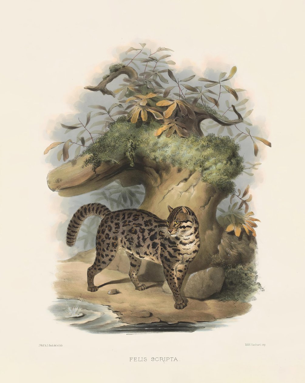 Asiatisk leopardkat (Felis scripta) af Joseph Wolf