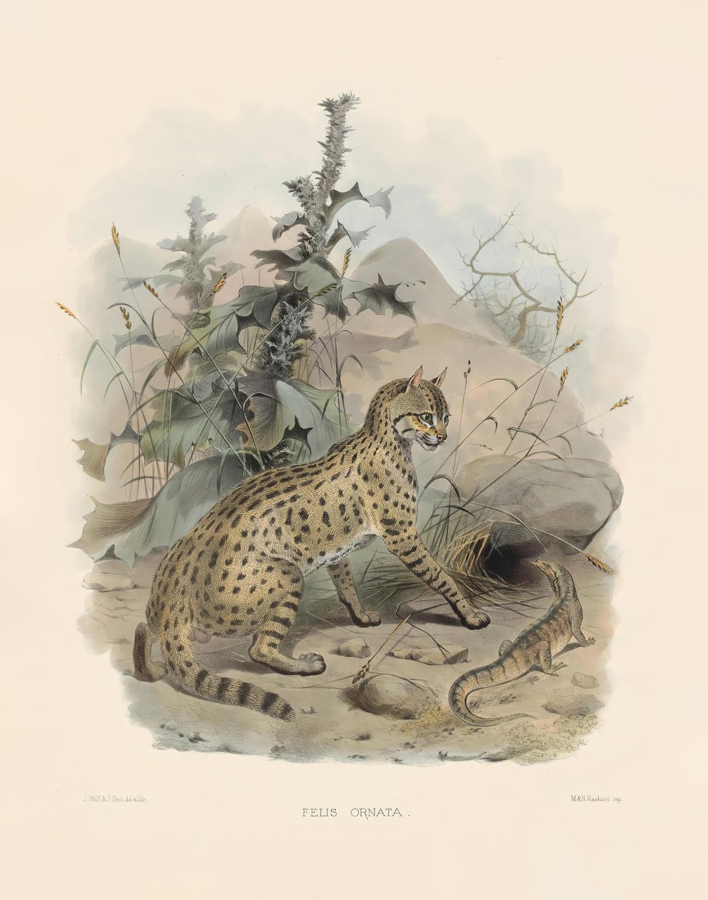 Asiatisk vildkat (Felis ornata) af Joseph Wolf