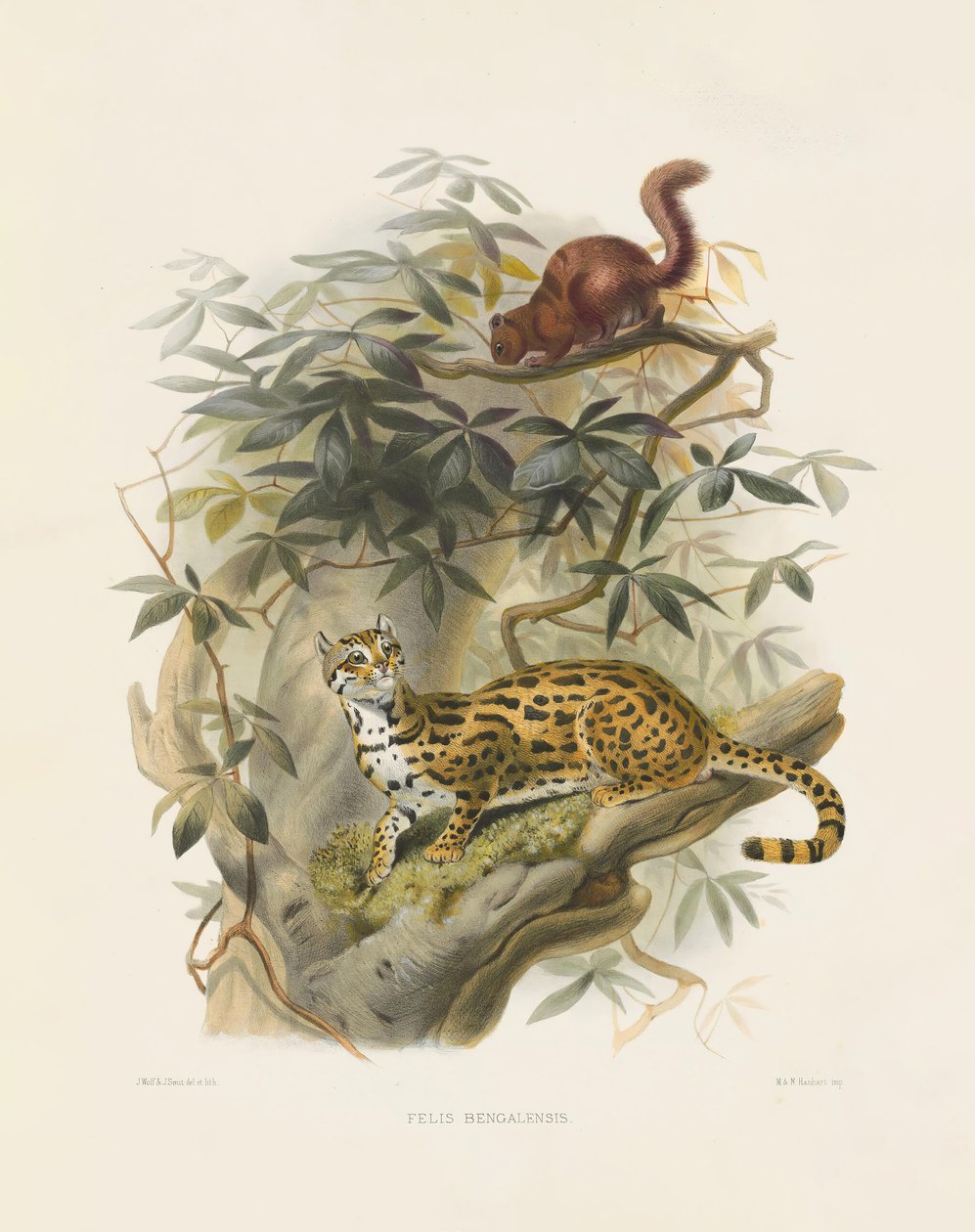 Bengalsk kat (Felis bengalensis) af Joseph Wolf