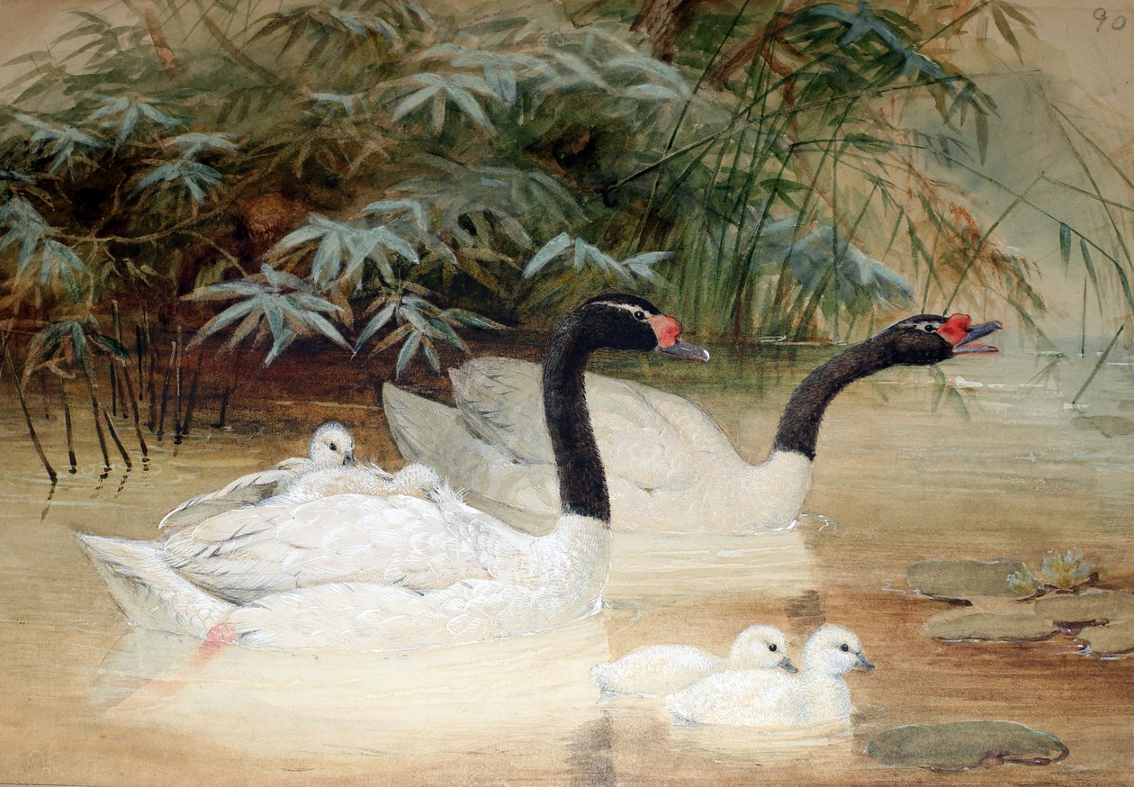 Sorthalset svane (Cygnus nigricollis), 1852-54 af Joseph Wolf