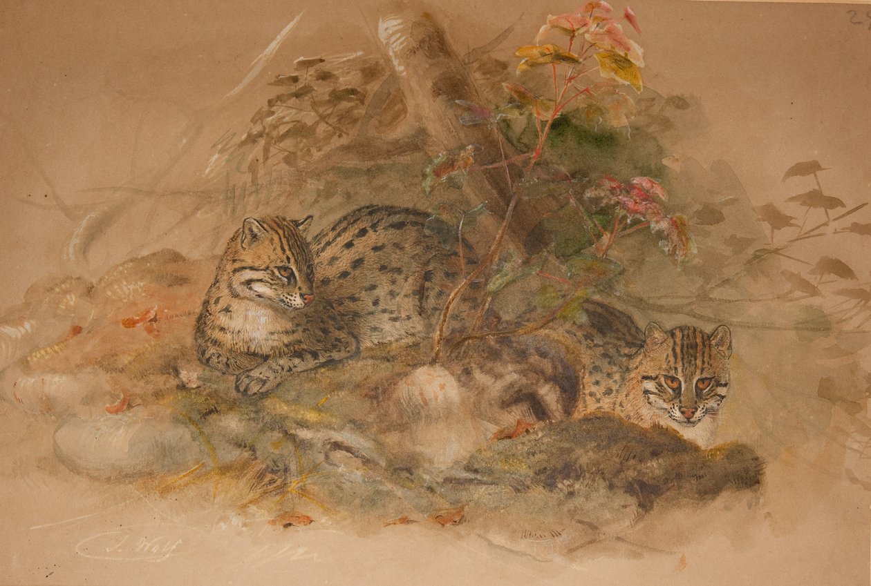 Skyet leopard (Fleis macrocelis) (akvarel på papir) af Joseph Wolf