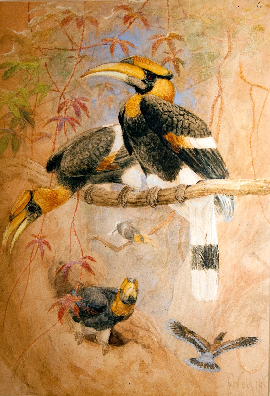 Konkav-casqued næsehornsfugl (Dichoceros bicornis), 1856-67 af Joseph Wolf