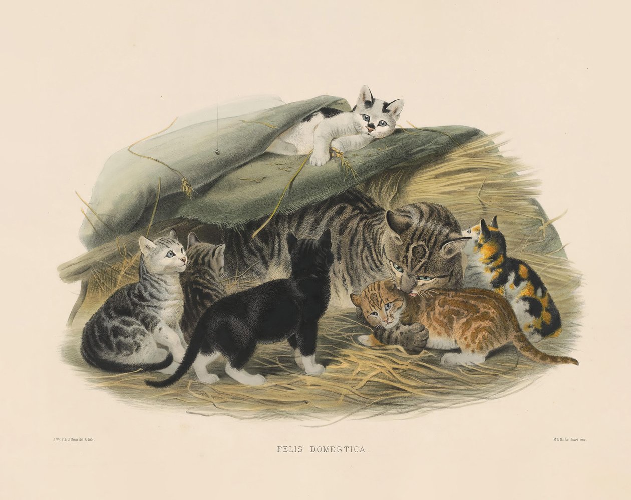 Tamkat med killinger (Felis domestica) af Joseph Wolf