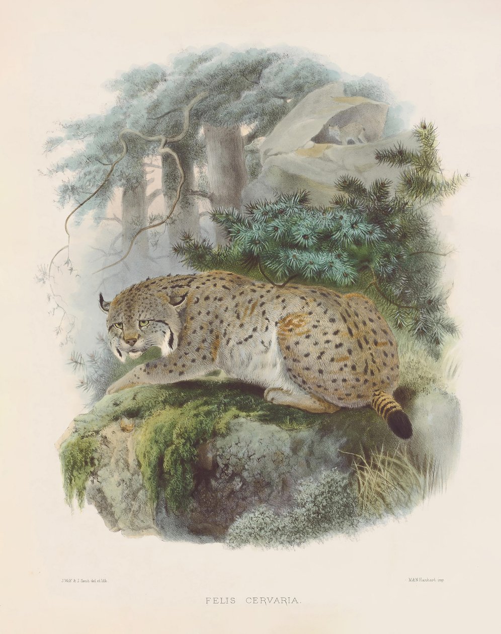 Eurasisk los (Felis cervaria) af Joseph Wolf