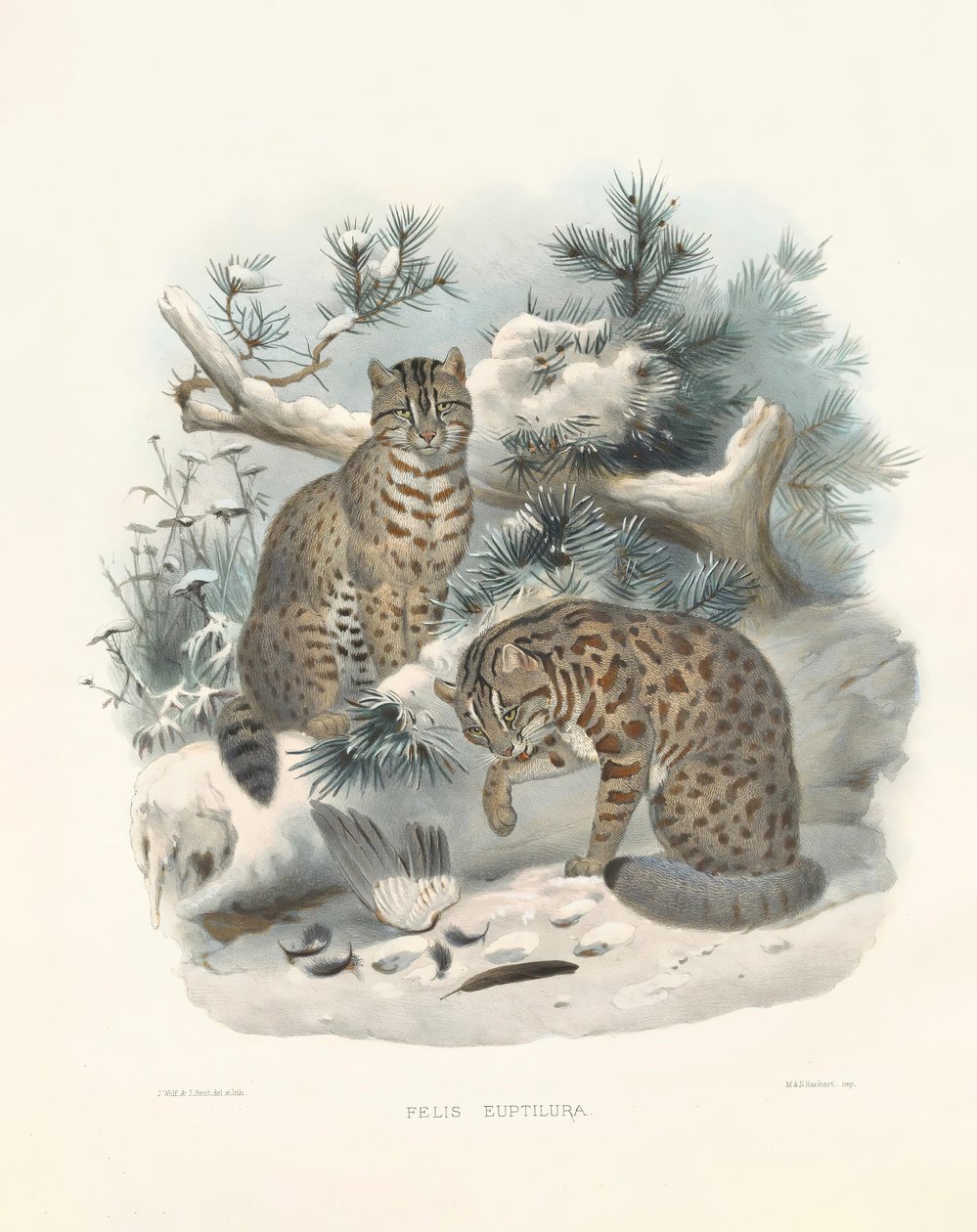 Eurasisk los (Felis euptilura) af Joseph Wolf