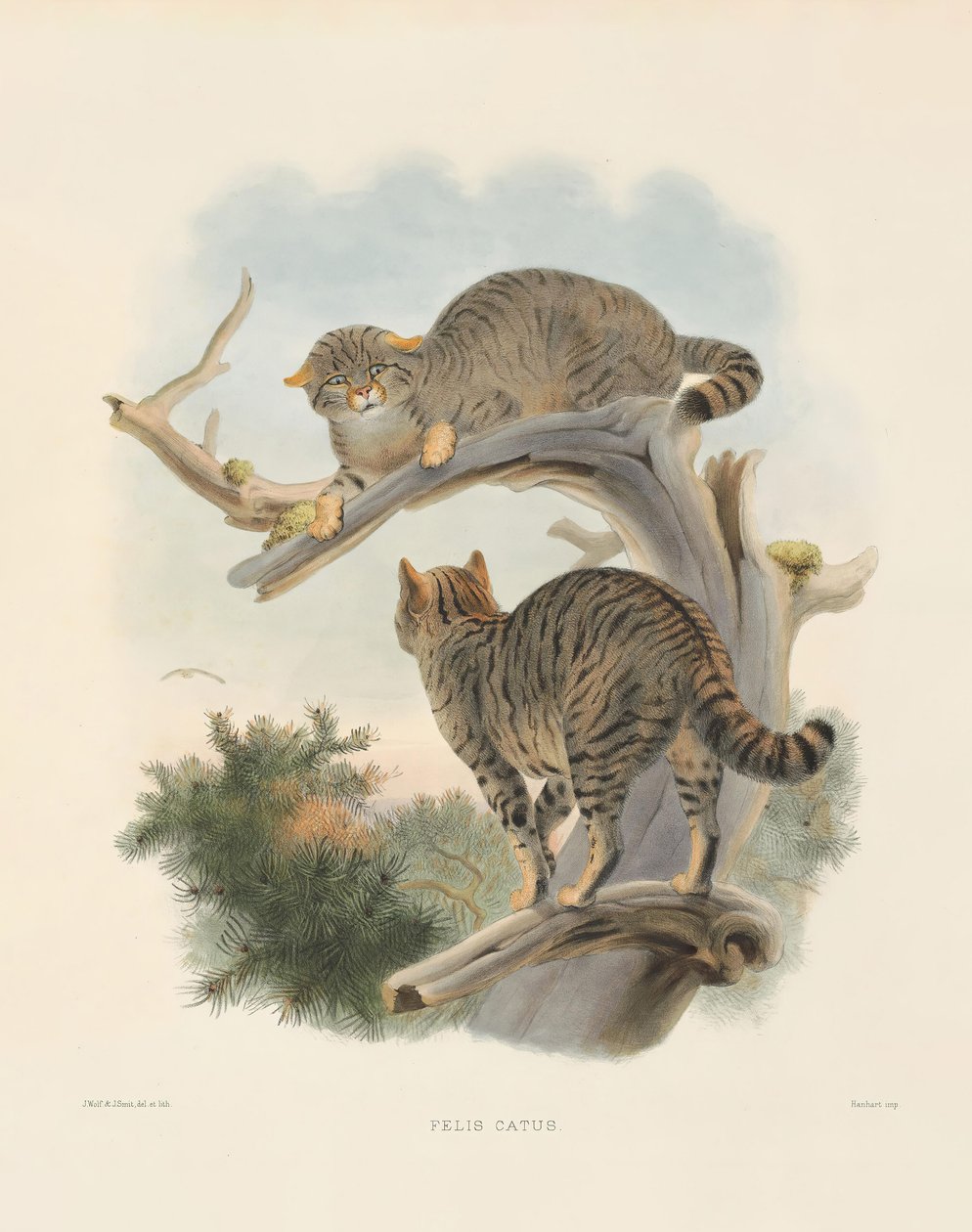 Europæisk vildkat (Felis catus) af Joseph Wolf