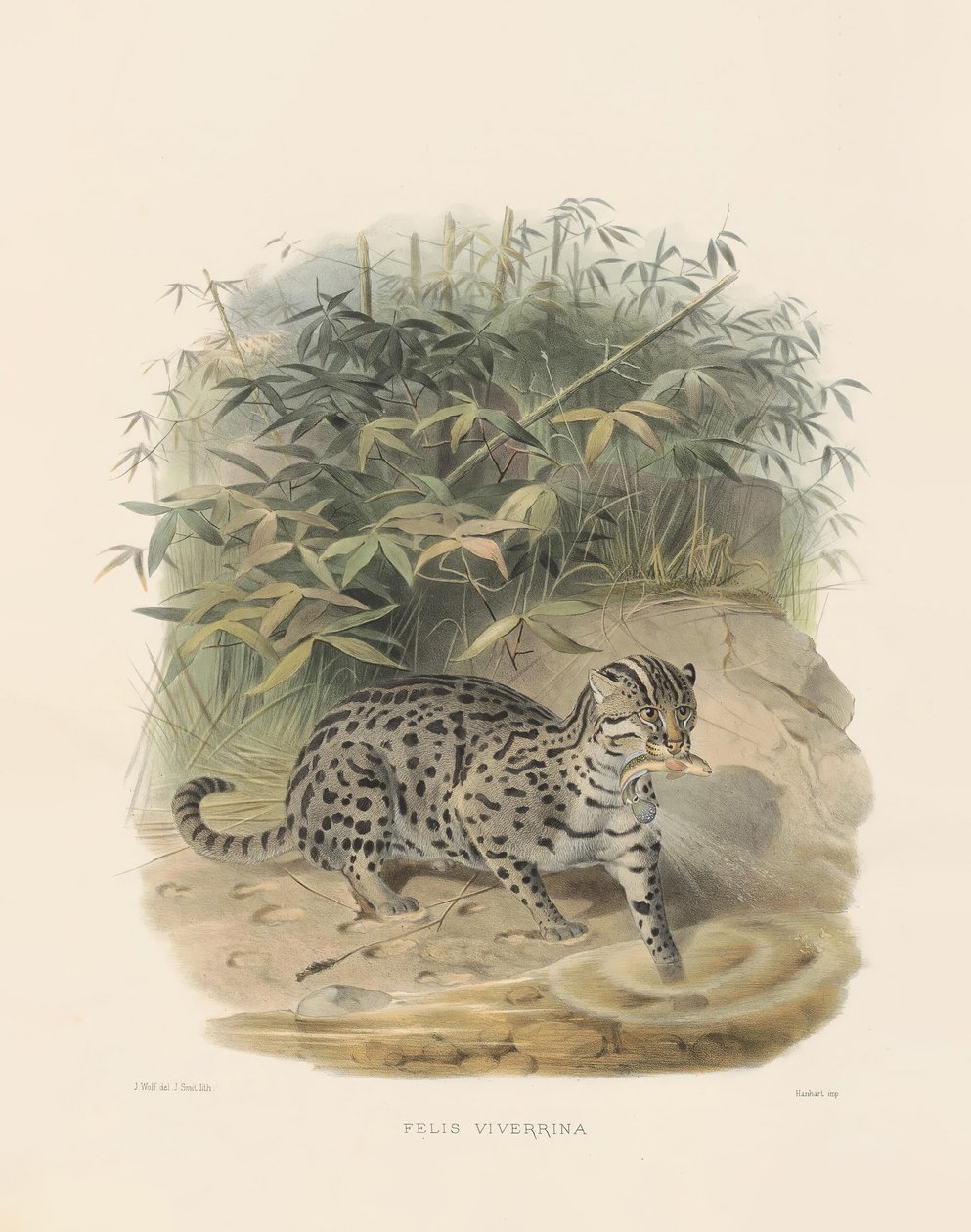 Fiskekat (Felis viverrina) af Joseph Wolf