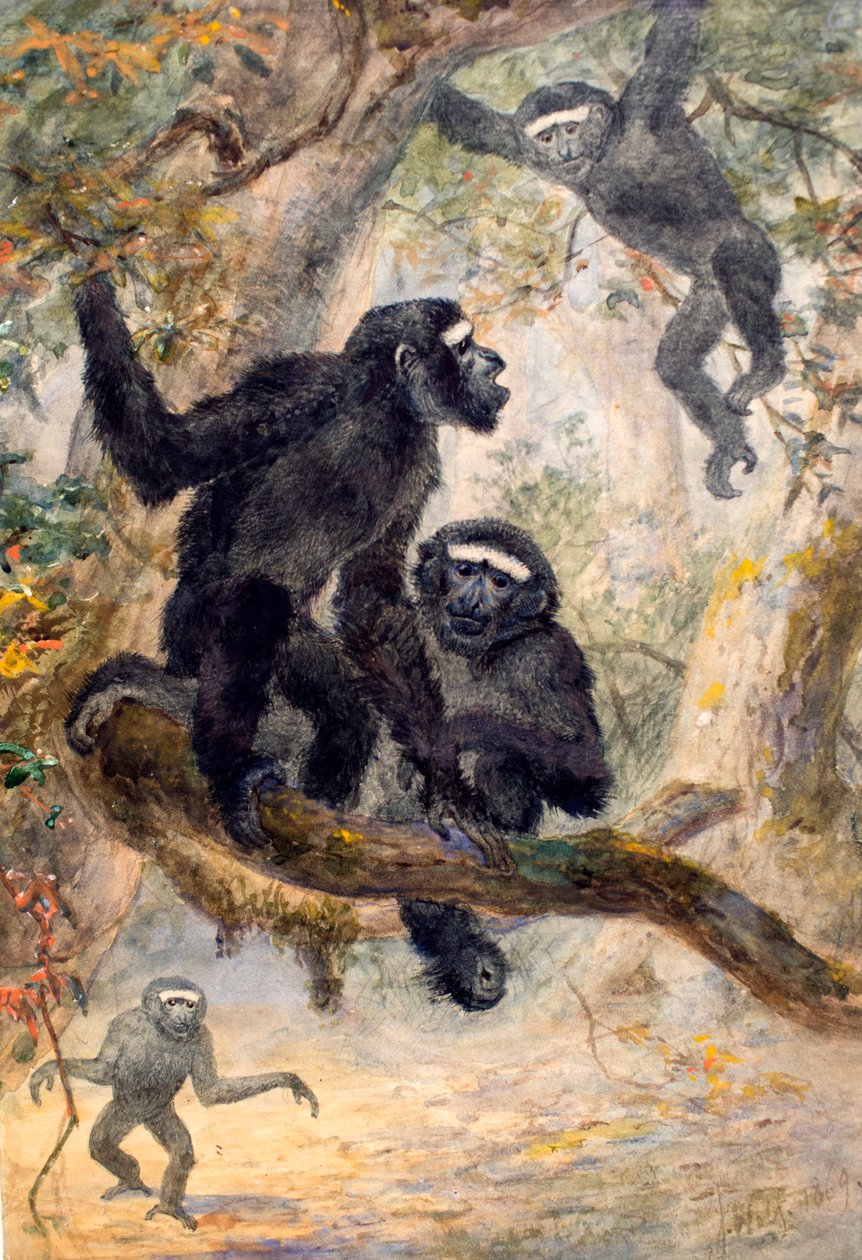 Hoolocks Gibbon, 1869 af Joseph Wolf