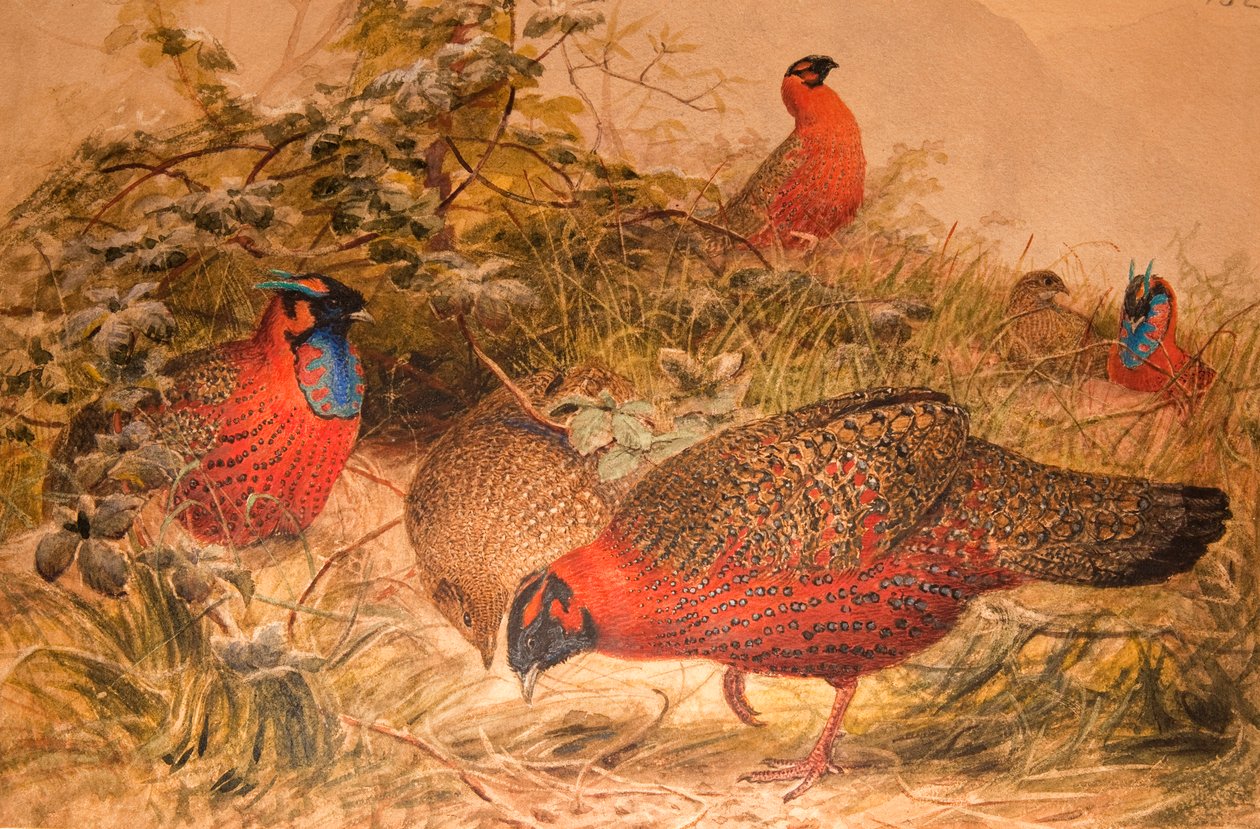 Hornet tragopan (Ceriornis satyra), ca. 1851-76 (wc og blyant på papir) af Joseph Wolf