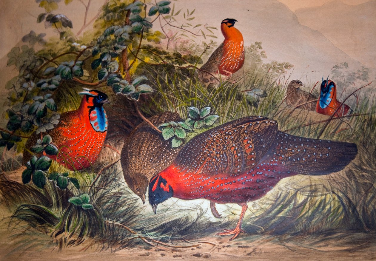 Hornet tragopan, 1861 af Joseph Wolf