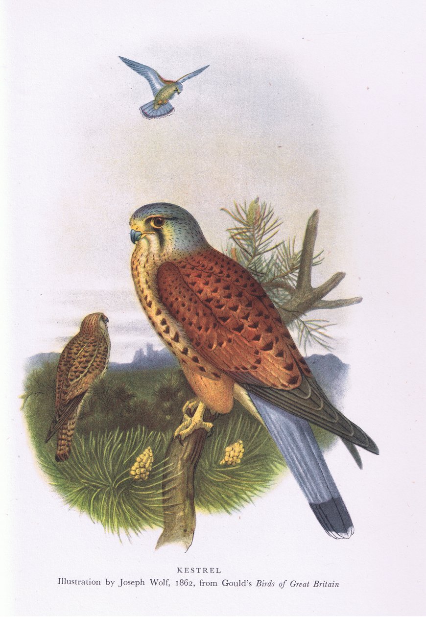 Kestrel, Nature in Britain udgivet af Collins, 1946 af Joseph Wolf