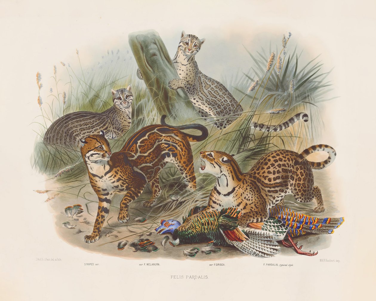 Leoparder og deres variationer (Felis pardalis) af Joseph Wolf