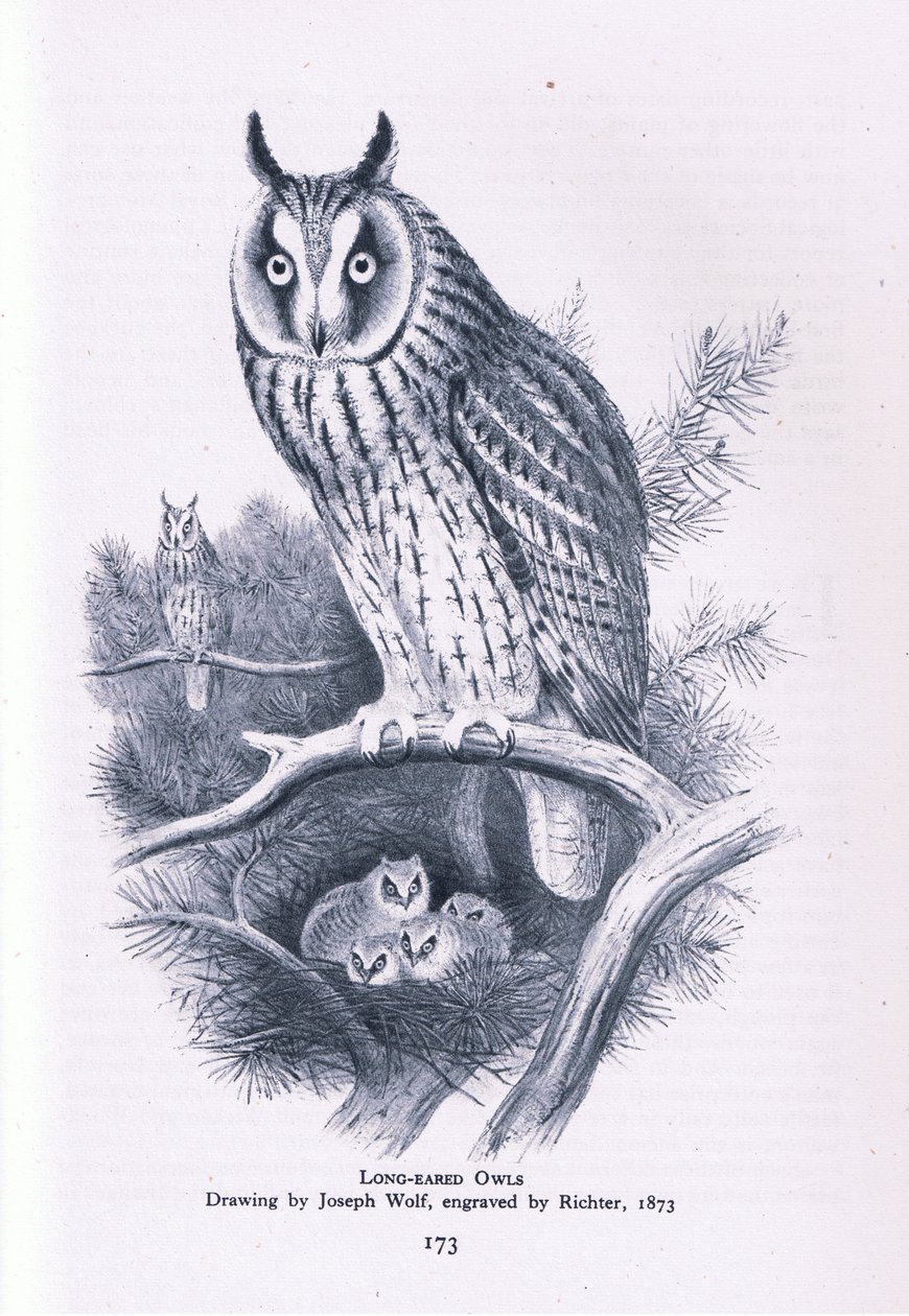 Long Eared Owl, Nature in Britain udgivet af Collins, 1946 af Joseph Wolf