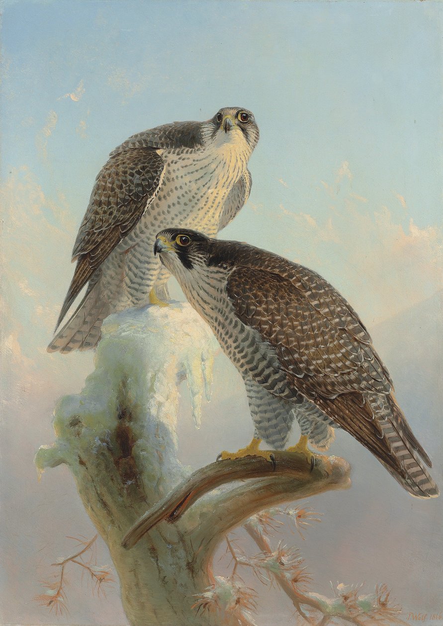 Norsk gyngefalk, 1866 af Joseph Wolf