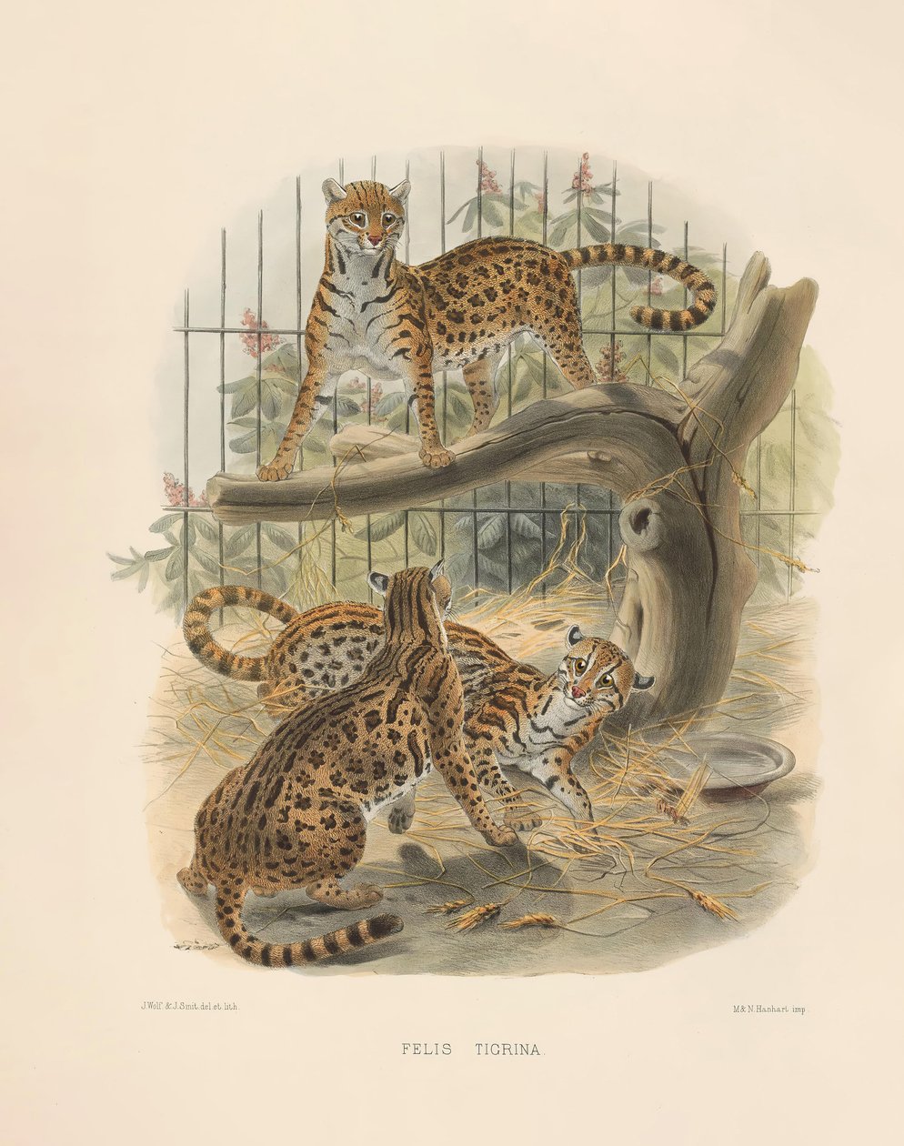 Ozelot (Felis tigrina) af Joseph Wolf