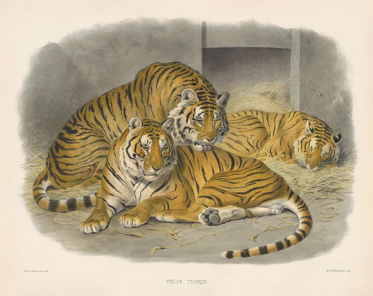Kongelig bengalsk tiger (Felis tigris) af Joseph Wolf