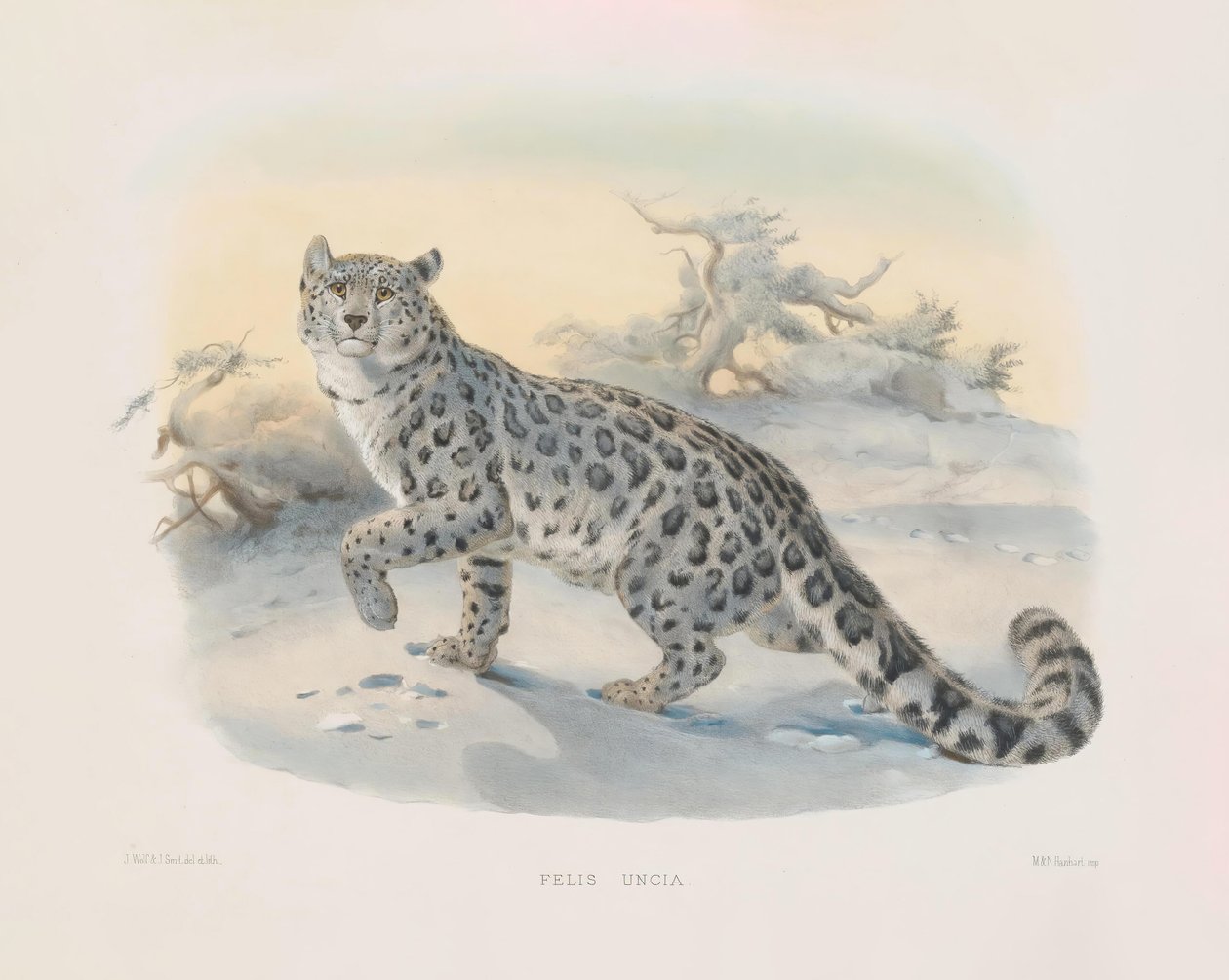 Sneleopard (Felis uncia) af Joseph Wolf