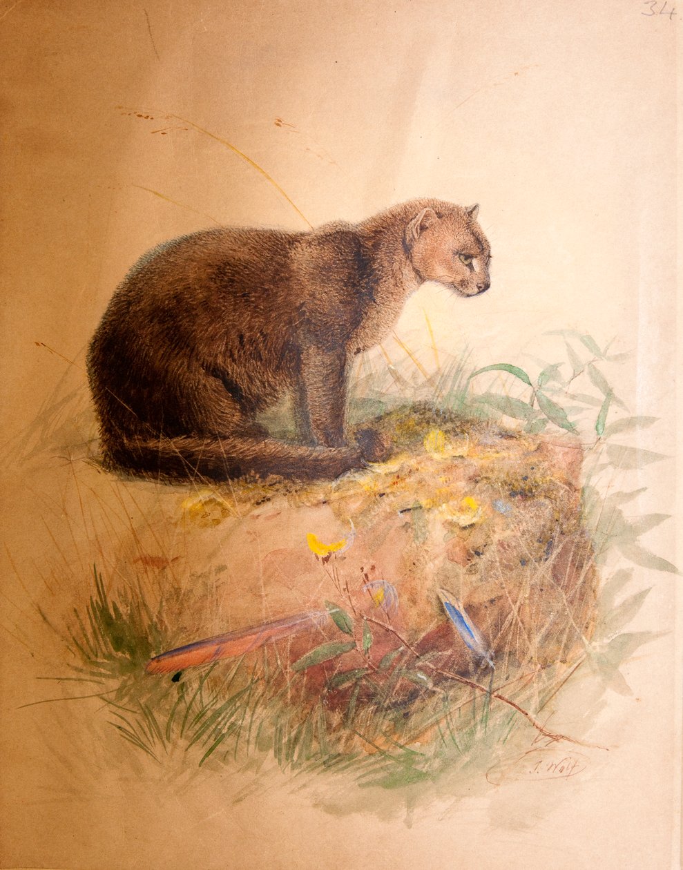Yagurundi Cat, 1851-69 af Joseph Wolf