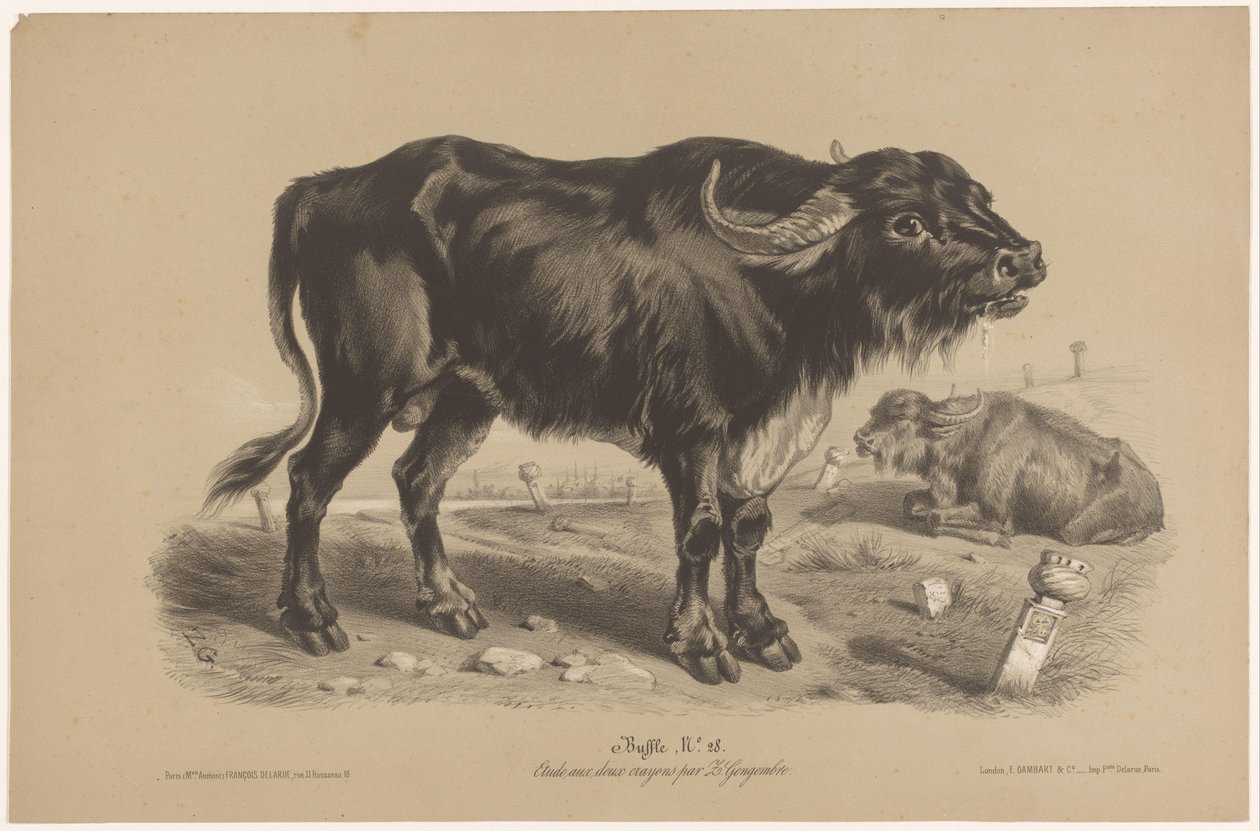Bøffel Buffalo (titel på objekt) Dierenstudies in twee soorten krijt (serietitel) Studie med to blyanter af Z. Gengembre (serietitel) af Joseph Zephyris Gengembre