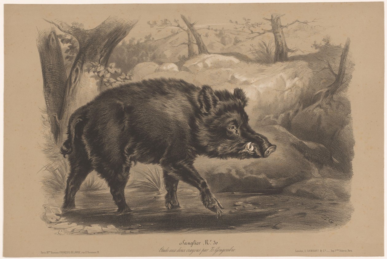 Vildsvin Sanglier (titel på objekt) Dyreforsøg i to typer kridt (serietitel) Etude aux deux farveblyanter af Z. Gengembre (serietitel) af Joseph Zephyris Gengembre