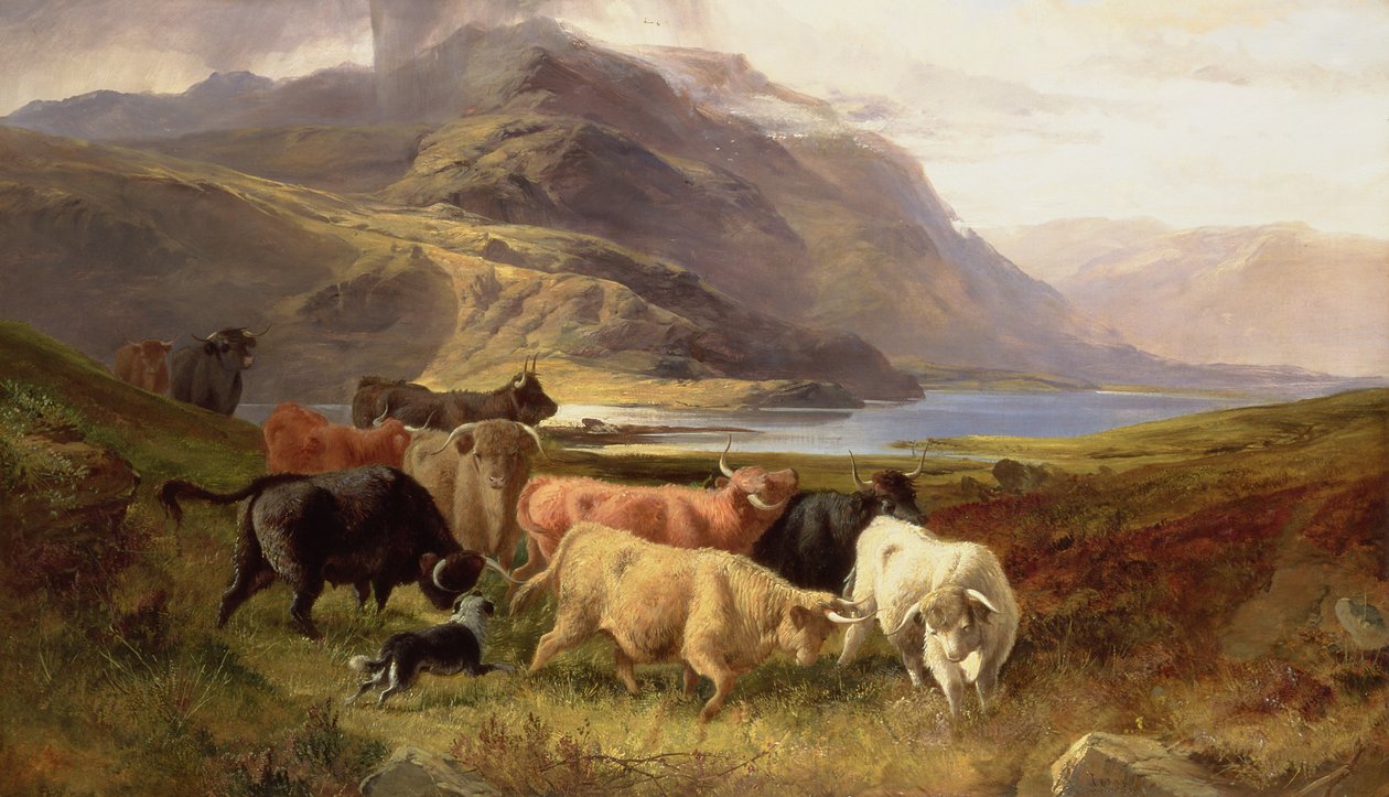 Highland Cattle med en Collie af Joseph and Adam, Joseph Denovan Adam