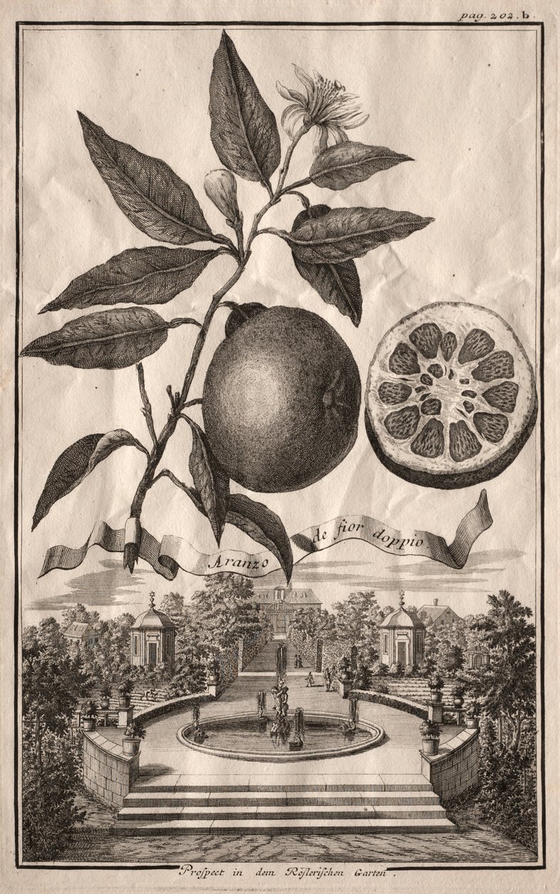 Nurnbergische Hesperides: Dobbelt Aranzo de fior, 1714. af Joseph de Montalegre