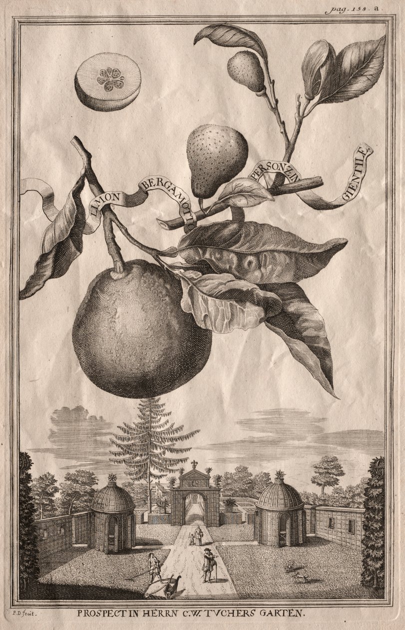 Nurnbergische Hesperides: Limon bergamot personzin gientile af Joseph de Montalegre