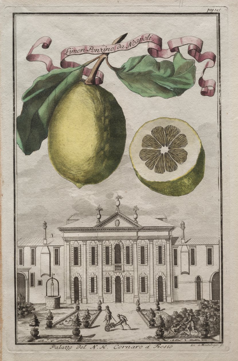 Nurnbergische Hesperides: nr. 125 - Limon Ponzino fra Neapoli. Palazzo del N. H. Cornaro i Fiesso af Joseph de Montalegre