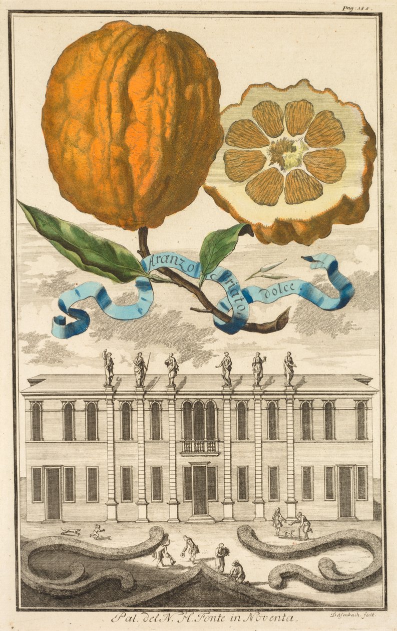 Nurnbergische Hesperides: nr. 185 - Sød stribet Aranzo. Palazzo del N. H. Fonte i Noventa af Joseph de Montalegre