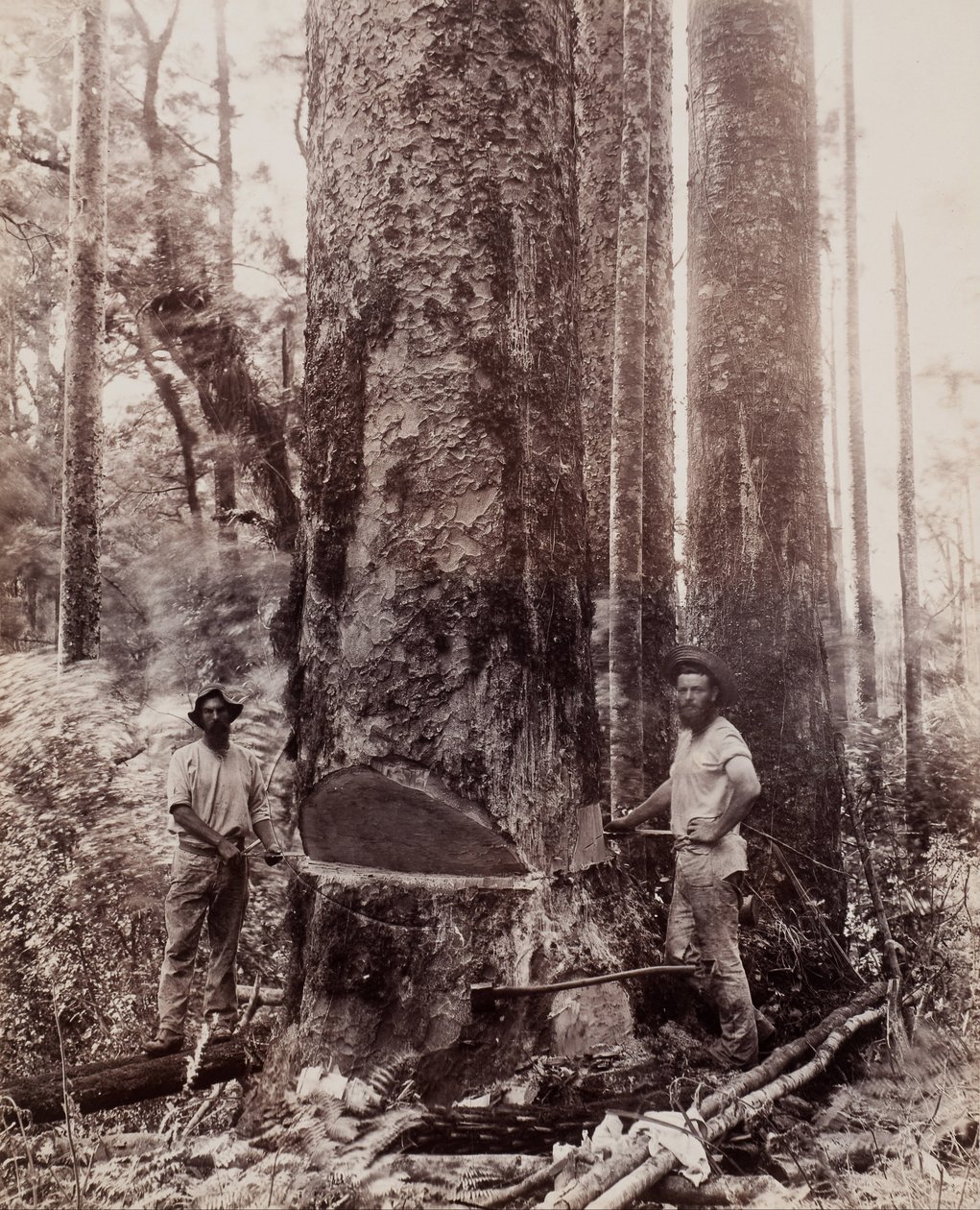 (Skære ned Kauri) af Josiah Martin