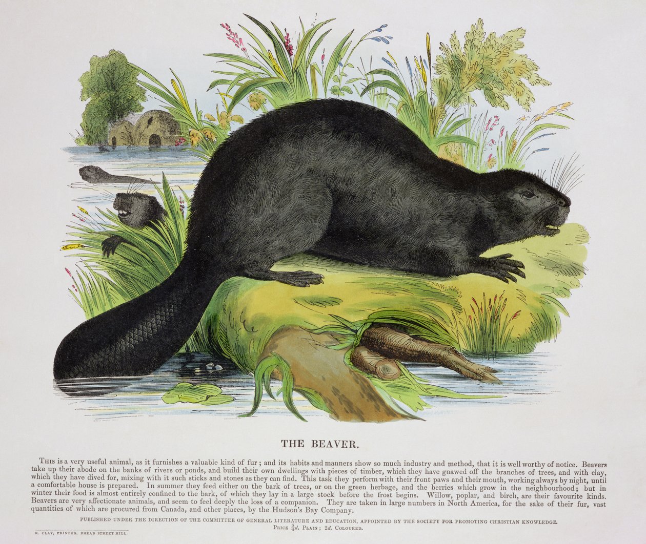 The Beaver, pædagogisk illustrationspub. af Society for Promoting Christian Knowledge, 1843 (akvatint) af Josiah Wood Whymper