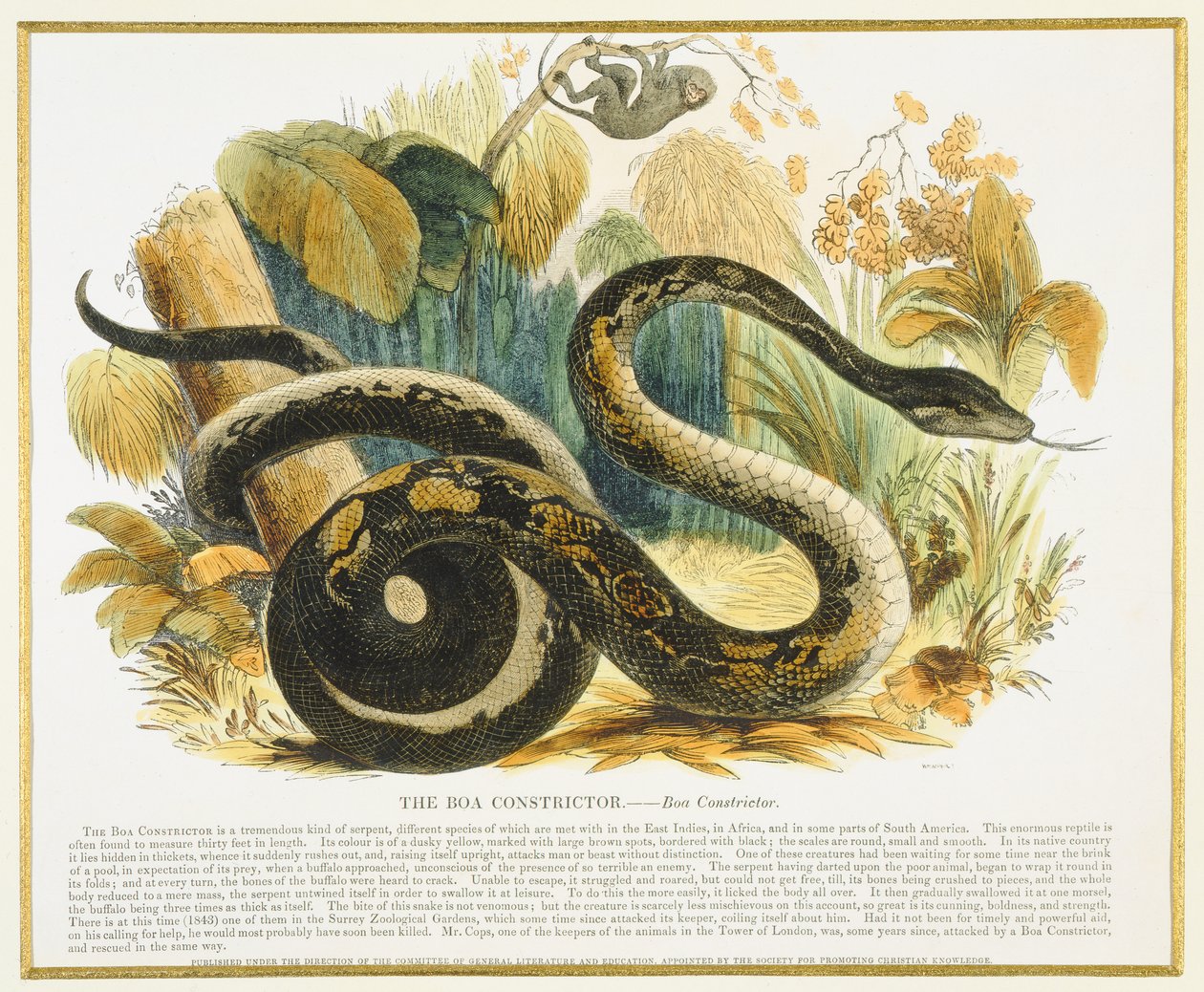 The Boa Constrictor, pædagogisk illustrationspub. af Society for Promoting Christian Knowledge, 1843 (akvatint) af Josiah Wood Whymper
