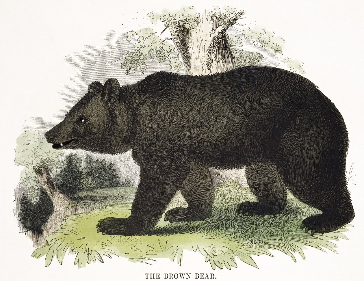 The Brown Bear, pædagogisk illustrationspub. af Society for Promoting Christian Knowledge, 1843 (akvatint) af Josiah Wood Whymper