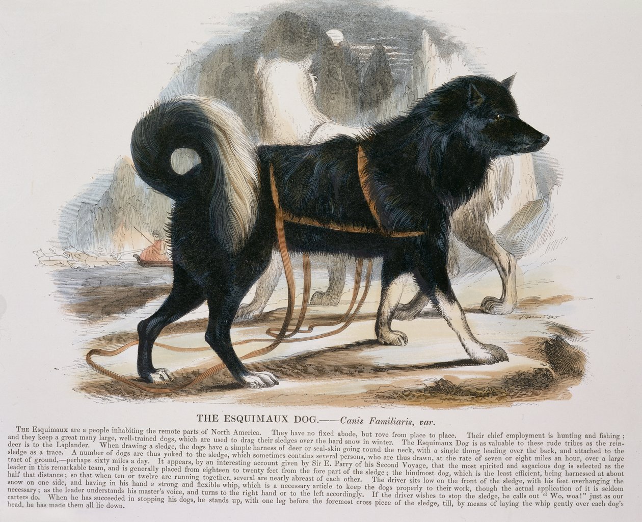Esquimaux-hunden (Canis familiaris) pædagogisk illustration udgivet af Society for Promoting Christian Knowledge, 1843 (akvaratint) af Josiah Wood Whymper