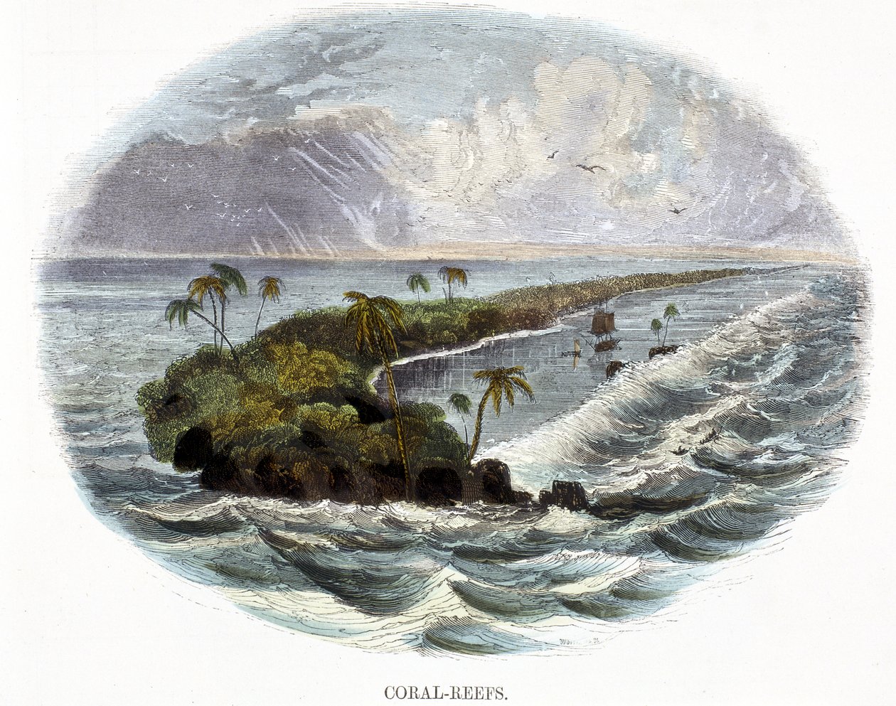 Koralrev, fra Phenomena of Nature, 1849 af Josiah Wood Whymper