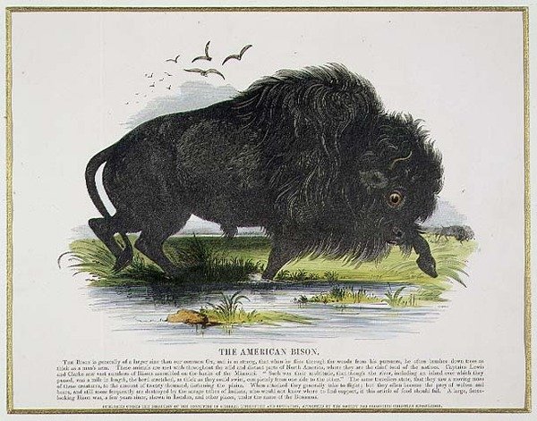 The American Bison, pædagogisk illustrationspub. af Selskabet til Fremme af Kristendomskundskab af Josiah Wood Whymper