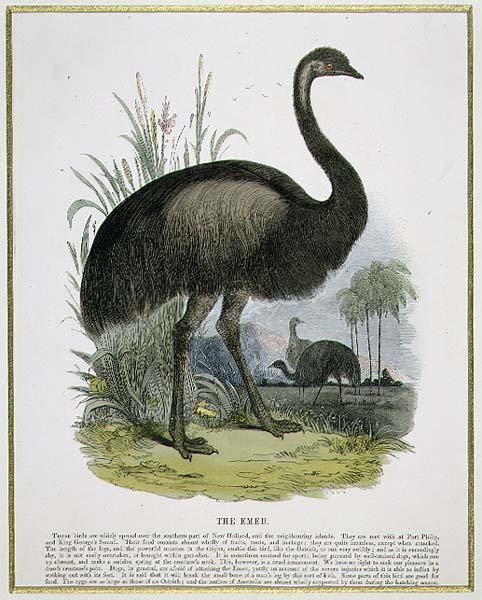 The Emu, pædagogisk illustrationspub. af Selskabet til Fremme af Kristendomskundskab af Josiah Wood Whymper