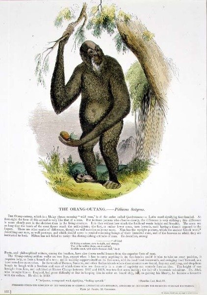 Orang-Outang (Pithecus satyrus) pædagogisk illustration pub. af Selskabet til Fremme af Kristendomskundskab af Josiah Wood Whymper