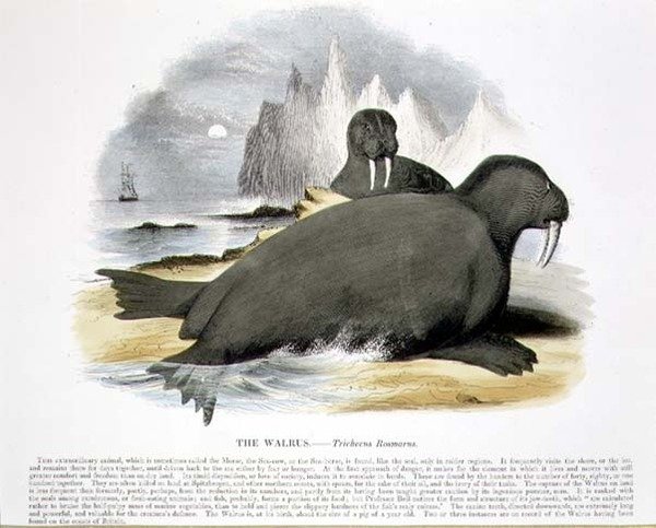 Valrossen (Trichecus rosmarus) - pædagogisk illustration udgivet af Society for Promoting Christian Knowledge af Josiah Wood Whymper
