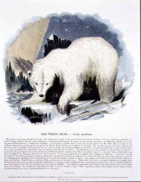 The White Bear (Ursus maritimus) pædagogisk illustration pub. af Selskabet til Fremme af Kristendomskundskab af Josiah Wood Whymper