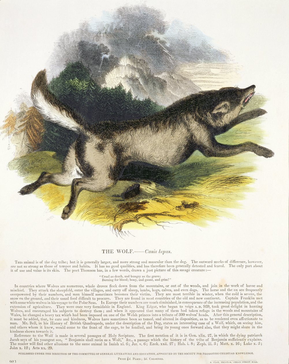 The Wolf (Canis lupus) pædagogisk illustration pub. af Society for Promoting Christian Knowledge, 1843 (akvatint) af Josiah Wood Whymper