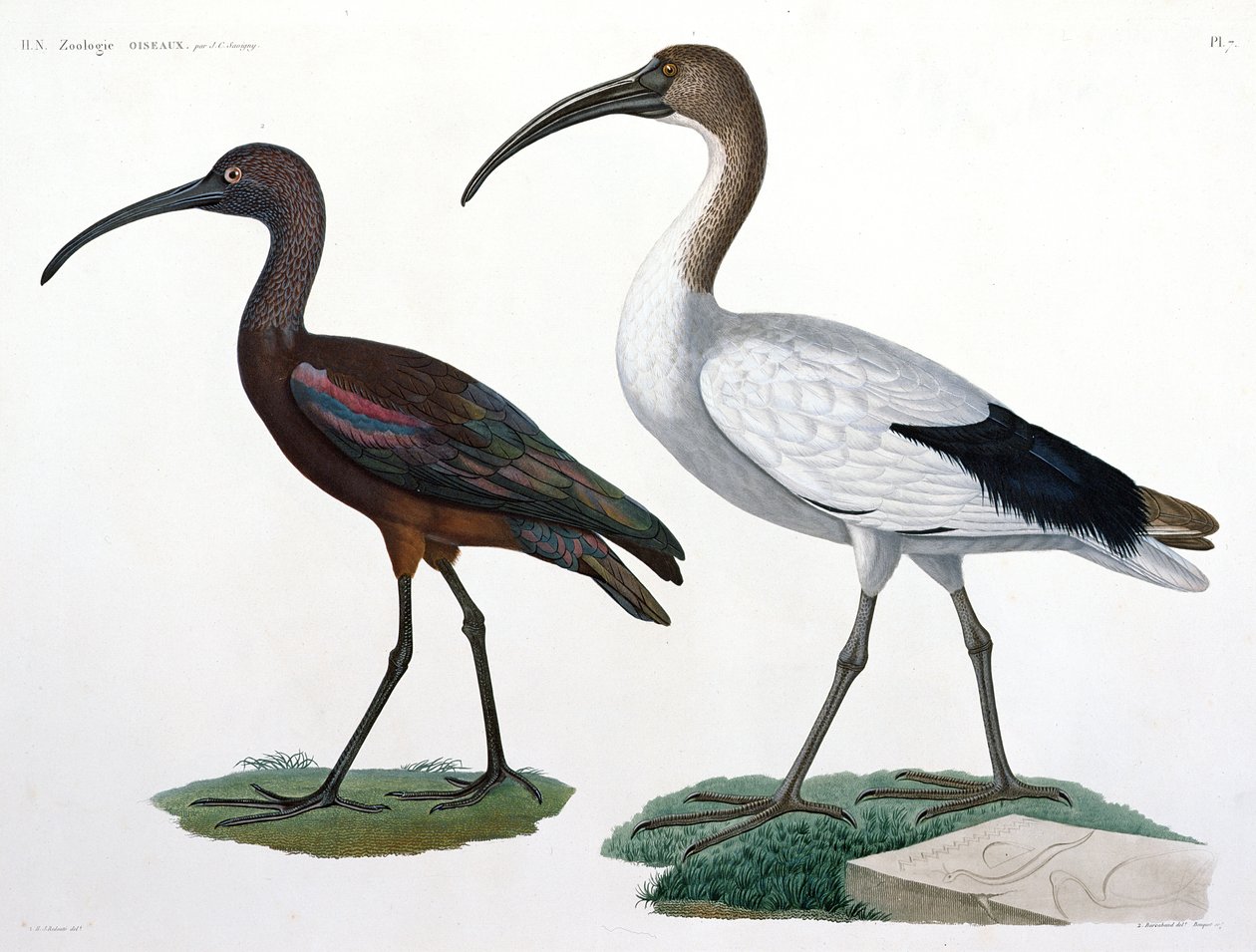 Ibises, fra 