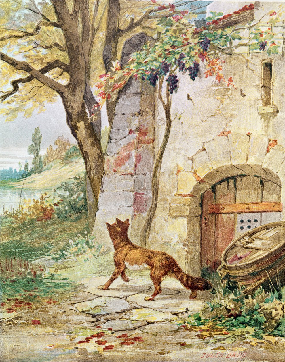 Ræven og druerne, illustration til 