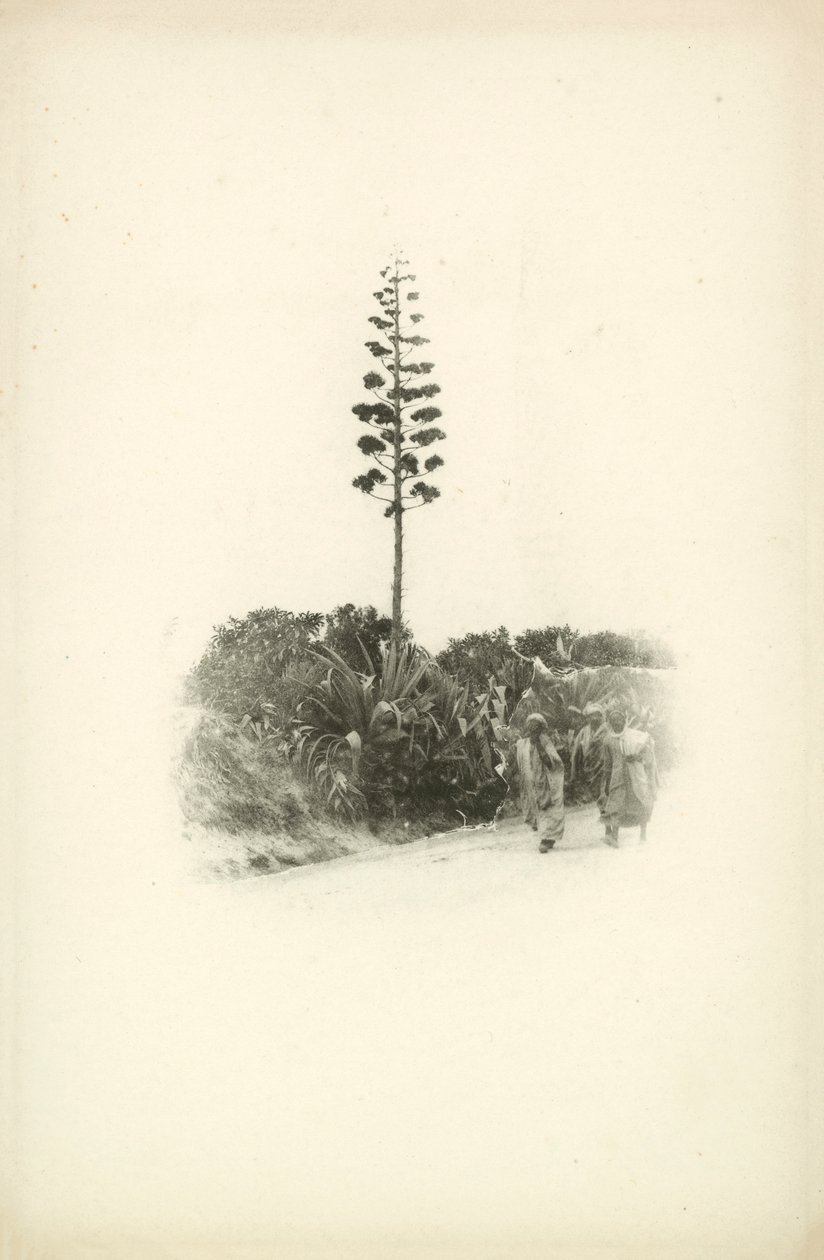 En af Jules Gervais-Courtellemonts udsigter over Algeriet (s/h-foto) af Jules (after) Gervais-Courtellemont