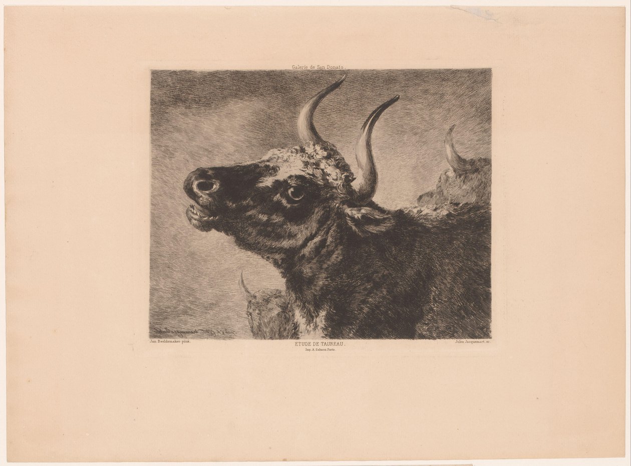 Hovedet af en tyr Etude de taureau. (titel på objekt) af Jules Ferdinand Jacquemart