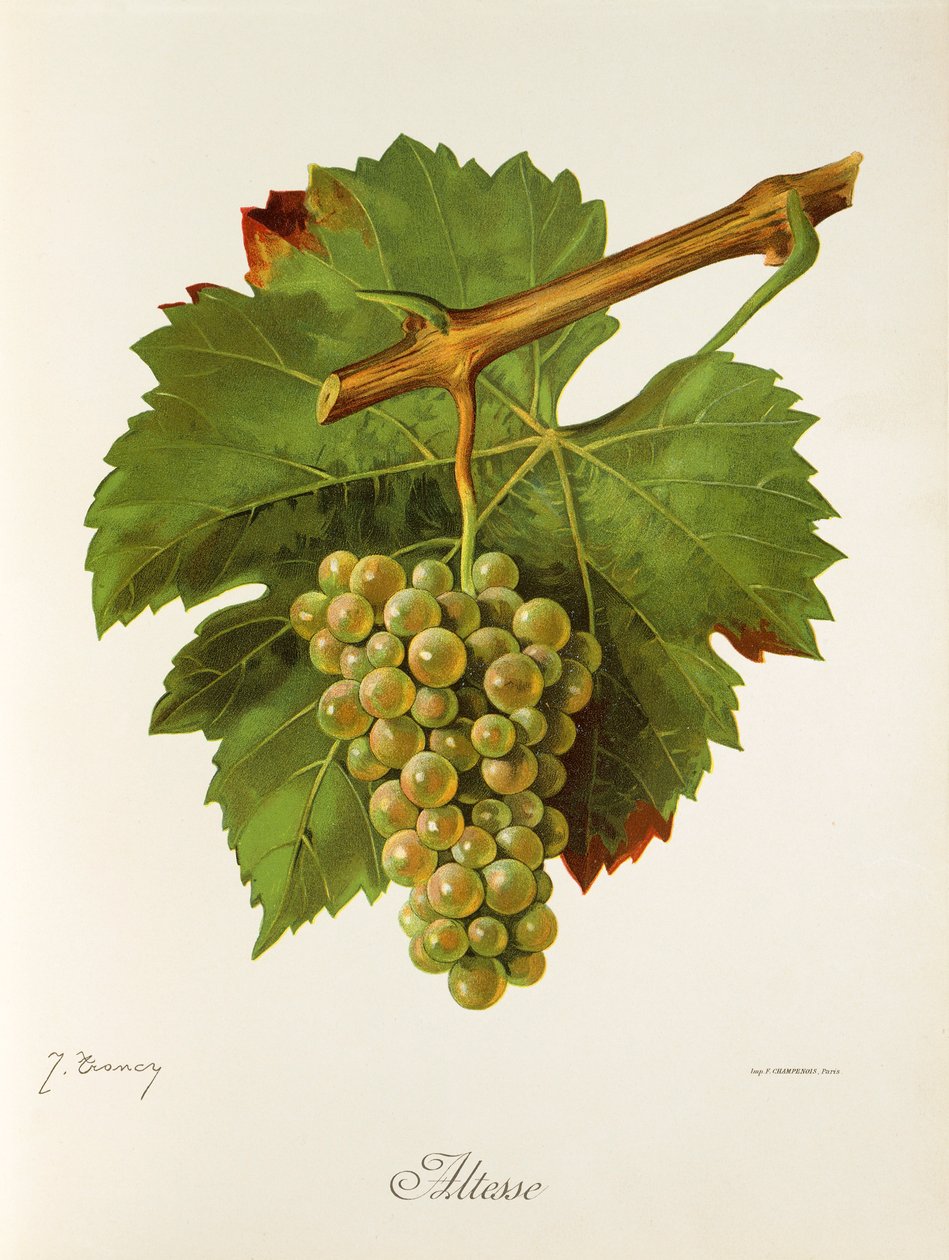 Altesse drue af J. Troncy af Jules Troncy