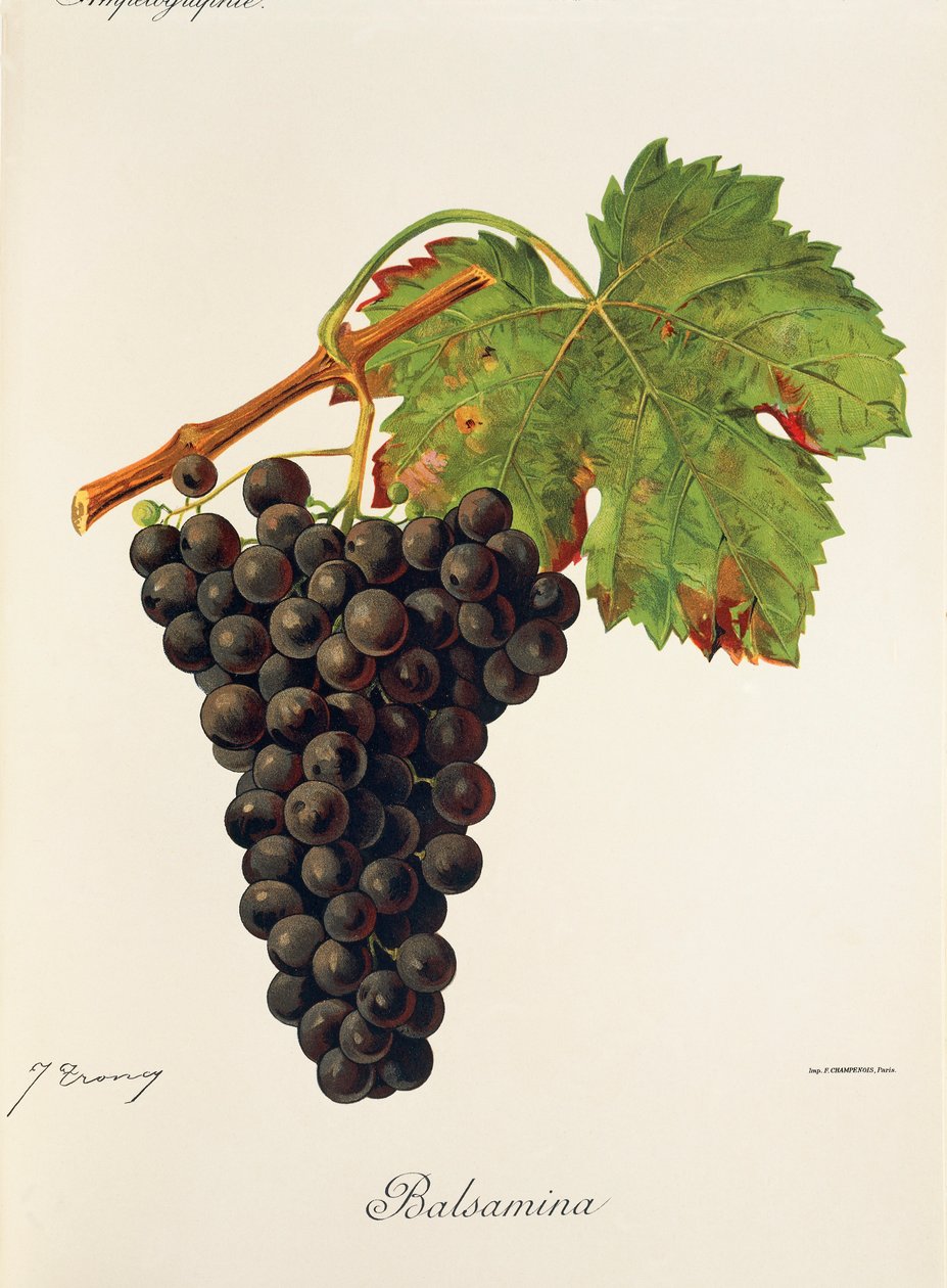 Balsamina drue af J. Troncy af Jules Troncy