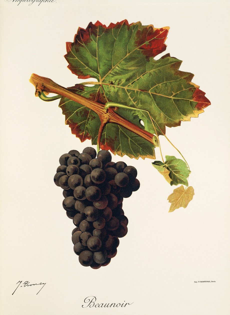 Beaunoir drue af J. Troncy af Jules Troncy
