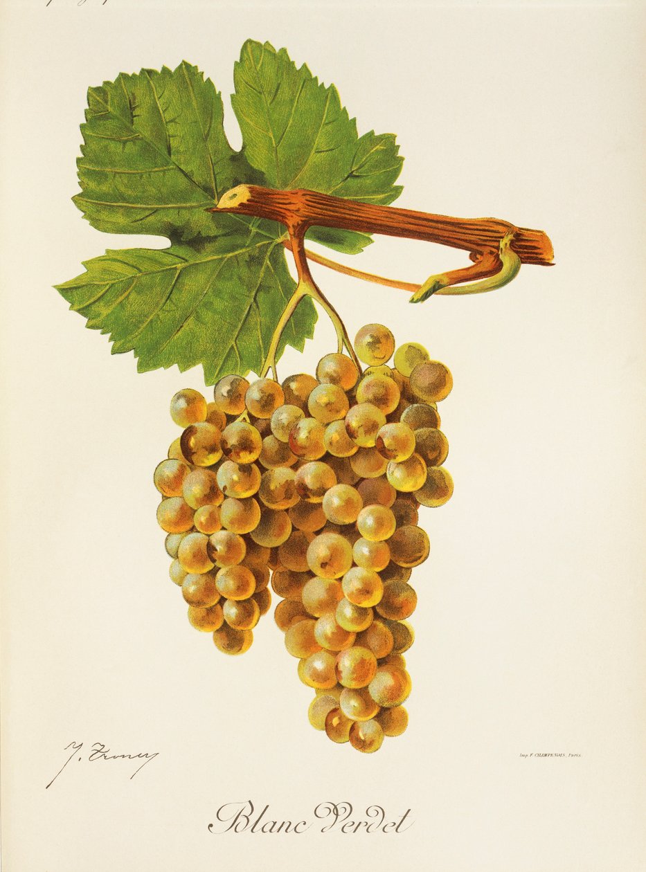 Blanc Verdet drue af J. Troncy af Jules Troncy